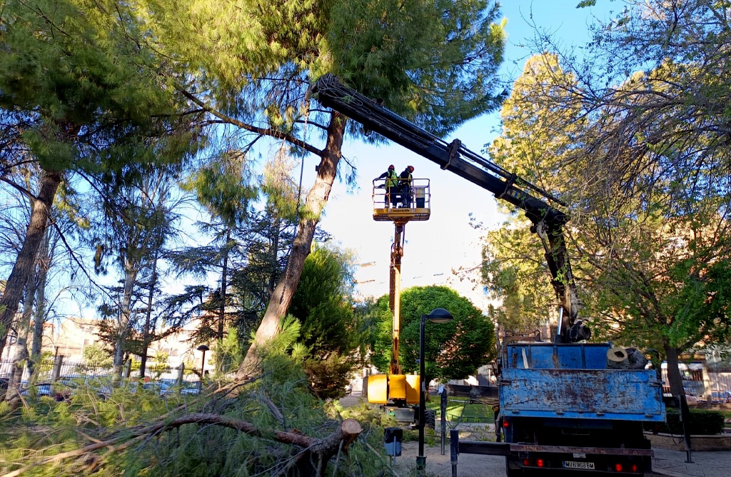 El arbolado del parque 
